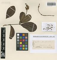 Type of Byrsonima obversa Miq. [family MALPIGHIACEAE]