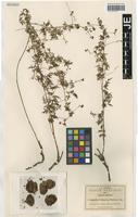 Type? of Urvillea dissecta S. Watson [family SAPINDACEAE]