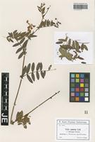 Isotype of Vicia amoena Fisch. ex Ser. _unranked oblonga Freyn [family FABACEAE]