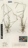 Isotype of Hordeum cordobense Bothmer, N. Jacobsen & Nicora [family POACEAE]
