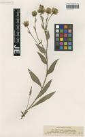 Syntype of Hieracium villosum Jacq. _unranked stenobasis Nägeli & Peter [family ASTERACEAE]