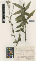 Isotype of Hieracium sabaudum L. forma gleisenavicum Schack & Zahn [family ASTERACEAE]