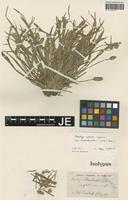 Isotype of Plantago haussknechtii Vatke [family PLANTAGINACEAE]