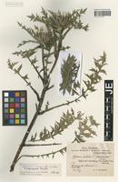 Syntype of Carlina acaulis L. forma eckartsbergensis Bornm. [family ASTERACEAE]