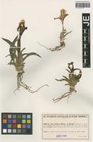 Isotype of Iris attica Boiss. & Heldr. variety variegata Heldr. [family IRIDACEAE]