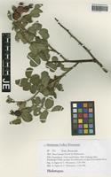 Holotype of Rosa mangii Eigner & Wissemann [family ROSACEAE]