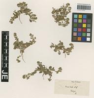 Type? of Ononis serrata Forssk. variety prostrata Boiss. [family FABACEAE]