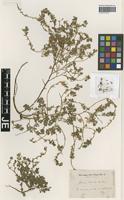 Syntype of Ononis serrata Forssk. variety intermedia Lange [family FABACEAE]