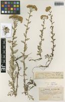 Isotype of Achillea nobilis L. variety major Bässler [family ASTERACEAE]