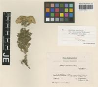 Holotype of Achillea nobilis L. subspecies densissima (O. Schwarz ex Bässler) Hub.-Mor. [family ASTERACEAE]