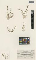 Isotype of Stellaria media (L.) Vill. variety pseudomacropetala Bornm. [family CARYOPHYLLACEAE]