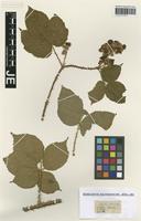 Type? of Rubus ferocior H. E. Weber [family ROSACEAE]