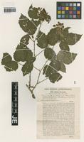 Type? of Rubus clusii Borbás [family ROSACEAE]