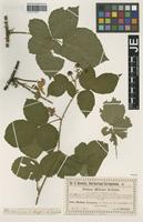 Isotype of Rubus mikanii Köhler forma vestitus Utsch [family ROSACEAE]