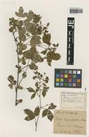 Original material of Rubus longipetiolatus Hülsen [family ROSACEAE]