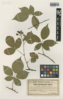 Isotype of Rubus reichenbachii Köhler ex Weihe & Nees forma rubriflorus Utsch [family ROSACEAE]