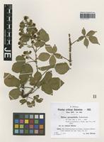 Syntype of Rubus pyramidalis Kaltenb. variety sitiens H. Hofm. ex Sudre [family ROSACEAE]