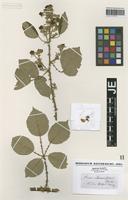 Type? of Rubus rhamnifolius Weihe & Nees [family ROSACEAE]