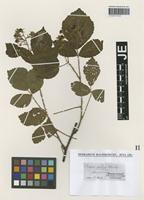 Type? of Rubus rudis Weihe & Nees [family ROSACEAE]