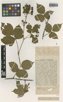Isotype of Rubus camptostachys (G. Braun) G. Braun [family ROSACEAE]