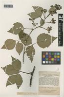 Isotype of Rubus acutifolius G. Braun [family ROSACEAE]