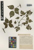 Isotype of Rubus pallidus Weihe & Nees forma pusillus G. Braun [family ROSACEAE]