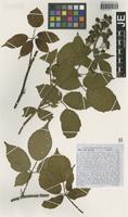 Syntype of Rubus pallidus Weihe & Nees forma apricus G. Braun [family ROSACEAE]