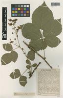 Isotype of Rubus lamprocaulos G. Braun [family ROSACEAE]