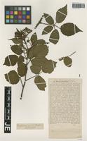 Isotype of Rubus erythrocomos G. Braun [family ROSACEAE]