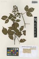 Type? of Rubus guentheri Weihe & Nees [family ROSACEAE]