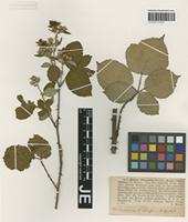 Isotype of Rubus villicaulis Koehl. ex Weihe & Nees forma rotundifolius G. Braun [family ROSACEAE]