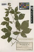Isotype of Rubus silvaticus Weihe & Nees forma aphyllostachys F. Kretzer [family ROSACEAE]