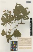 Isotype of Rubus chaerophyllus Sagorski & W. Schultze [family ROSACEAE]