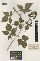 Syntype of Rubus winteri (P. J. Müll. ex Focke) Foerster [family ROSACEAE]