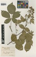 Syntype of Rubus buhnensis (Focke) G. Braun [family ROSACEAE]