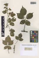 Type? of Rubus infestus Weihe [family ROSACEAE]