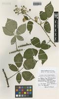 Holotype of Rubus dufftianus W. Jansen [family ROSACEAE]