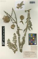 Isotype of Carduus intercedens Hausskn. [family ASTERACEAE]