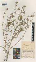 Isotype of Centaurea ramosissima Freyn & Sint. [family ASTERACEAE]