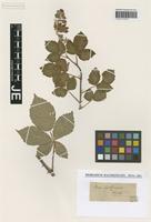Type? of Rubus plicatus Weihe & Nees [family ROSACEAE]
