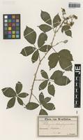 Syntype of Rubus platyacanthus Utsch ex P. Demandt [family ROSACEAE]