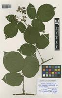 Paratype of Rubus exarmatus H. E. Weber & W. Jansen [family ROSACEAE]