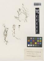 Isolectotype of Galium decaisnei Boiss. [family RUBIACEAE]