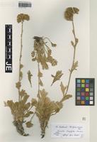 Isotype of Pyrethrum leucophyllum Boiss. & Hausskn. [family ASTERACEAE]