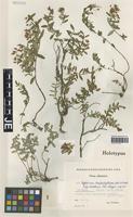 Holotype of Hypericum haplophylloides Halácsy & Bald. subspecies devollense F. K. Mey. [family CLUSIACEAE]