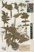 Syntype of Sonchus oleraceus L. forma glandulosus Bornm. [family ASTERACEAE]