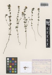Original material of Euphrasia rostkoviana Hayne subspecies kreiselii Rothm. & U. Schneid. [family SCROPHULARIACEAE]