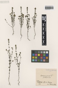 Isotype of Euphrasia gracilis (Fr.) Drejer forma ramosissima Bornm. [family SCROPHULARIACEAE]