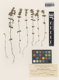 Original material of Euphrasia suecica Murb. & Wettst. [family SCROPHULARIACEAE]