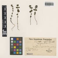 Syntype of Euphrasia minima Jacq. ex DC. subspecies tatrae (Wettst.) Hayek [family SCROPHULARIACEAE]